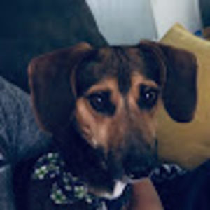 Meet your Posher, Abigail